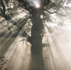 Bild: Baum